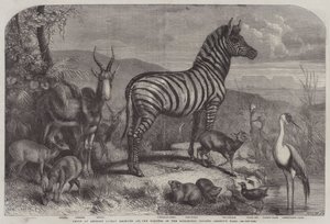 Gruppe af dyr for nylig modtaget i Gardens of the Zoological Society, Regent